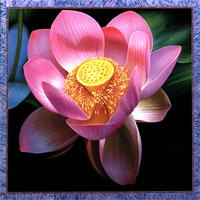 Pink Lotus Mandala