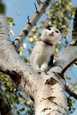 Cat in tree