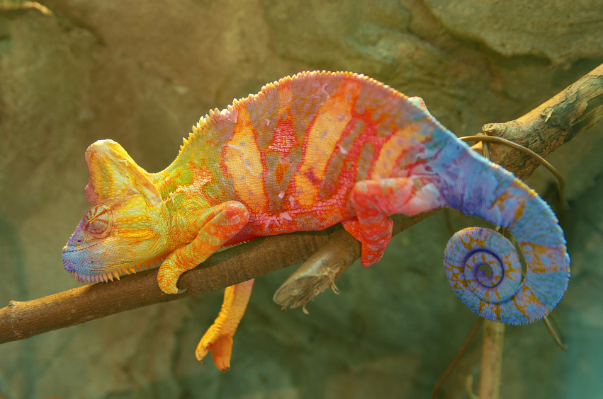 Transformational Self Portrait Art Therapy | Transformation of Self